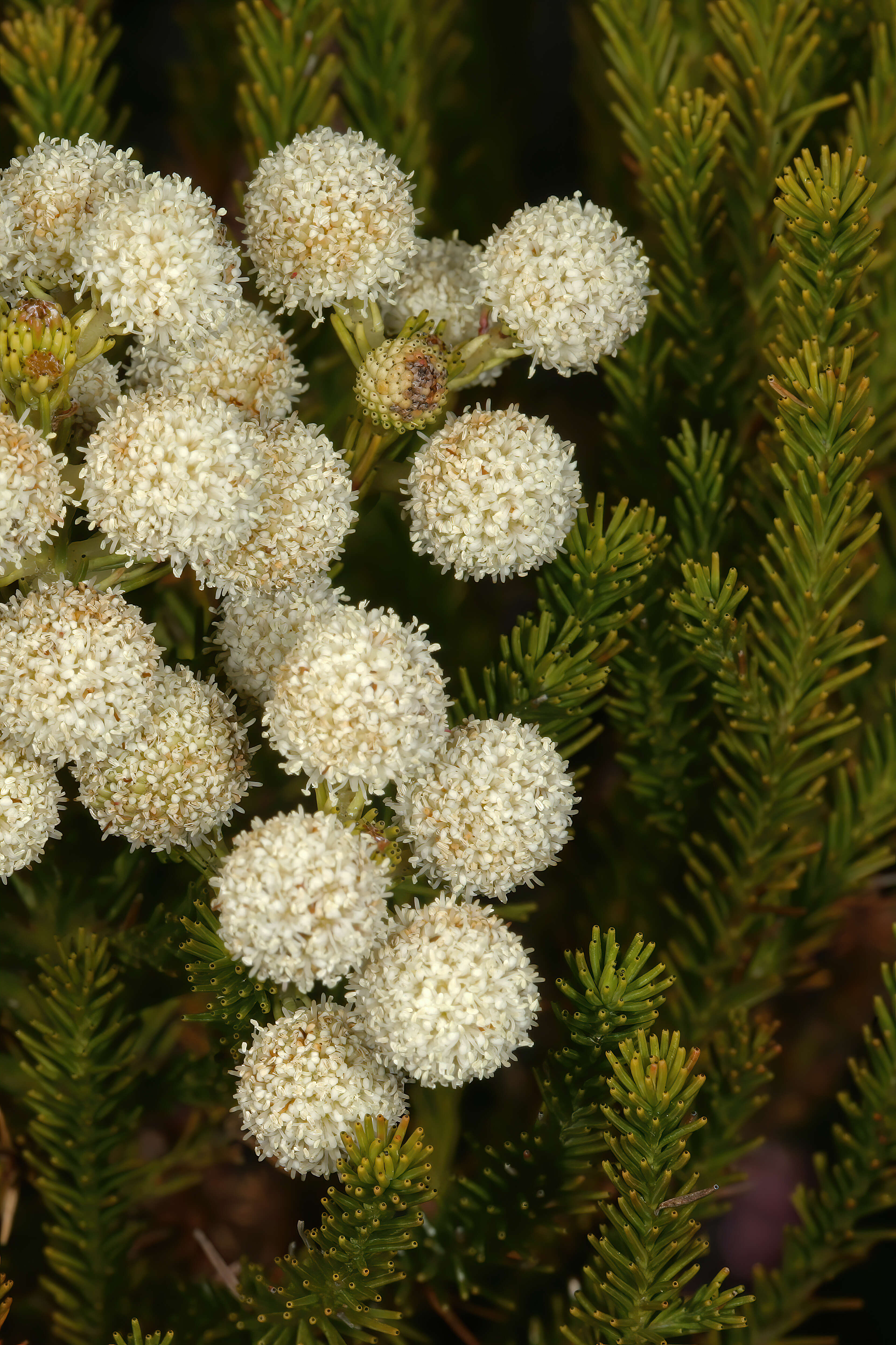 Image of Berzelia lanuginosa (L.) Brongn.