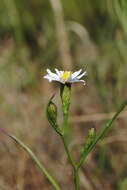 Sivun Symphyotrichum tenuifolium (L.) G. L. Nesom kuva