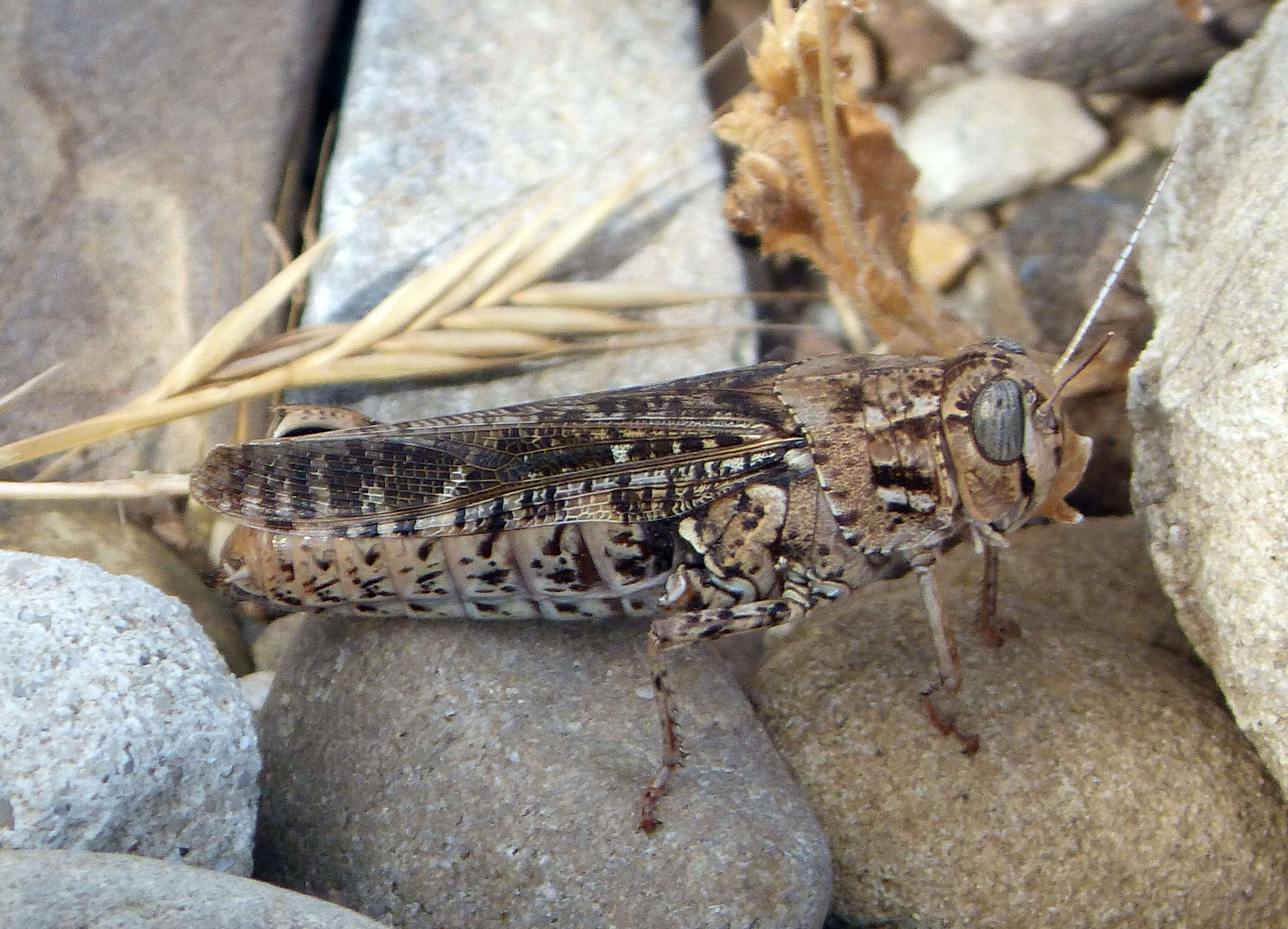 Image of Calliptamus barbarus (Costa & O. G. 1836)