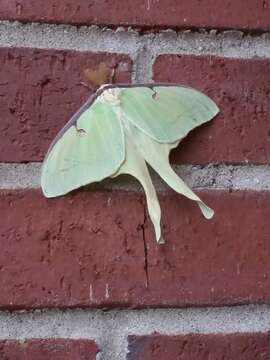 Image of Luna Moth