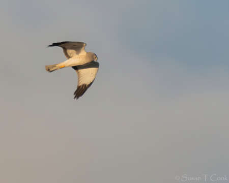 Image of Northern Harrier