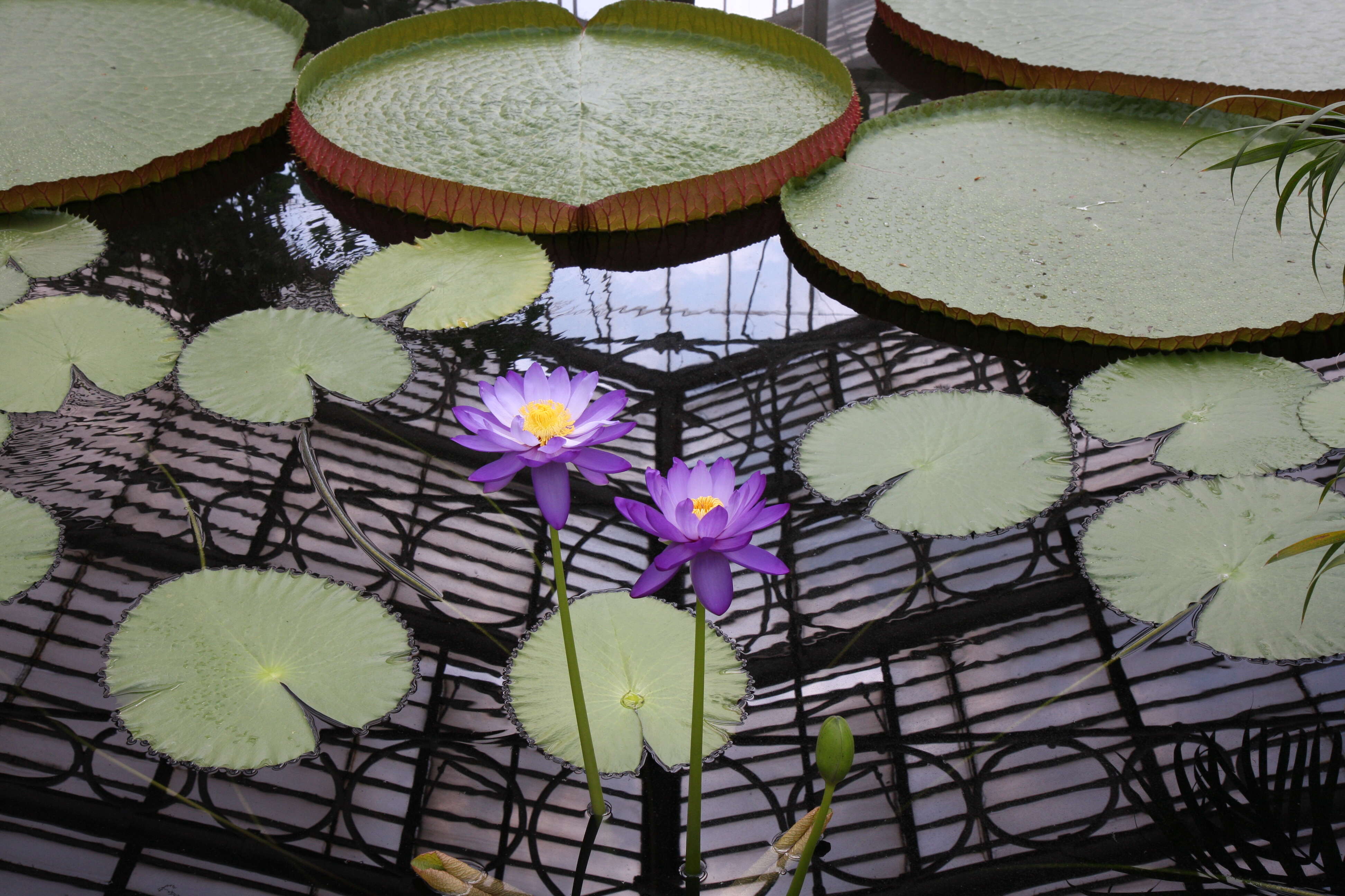 Image of Australian water-lily