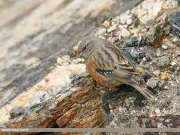 Image of Alpine Accentor