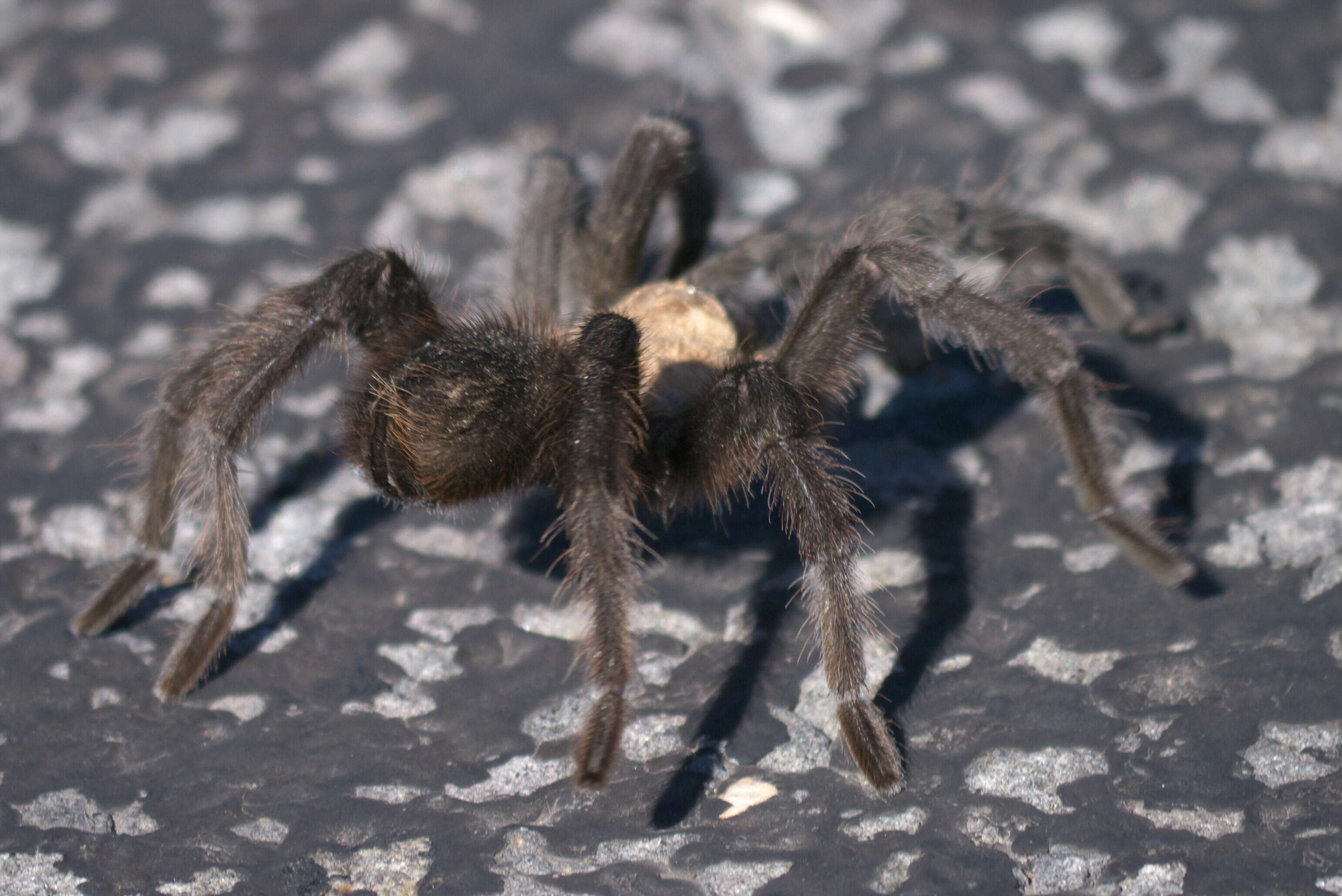 Image of Texas Brown Tarantula