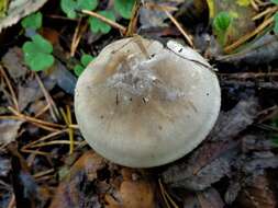 Image of Clitocybe nebularis (Batsch) P. Kumm. 1871