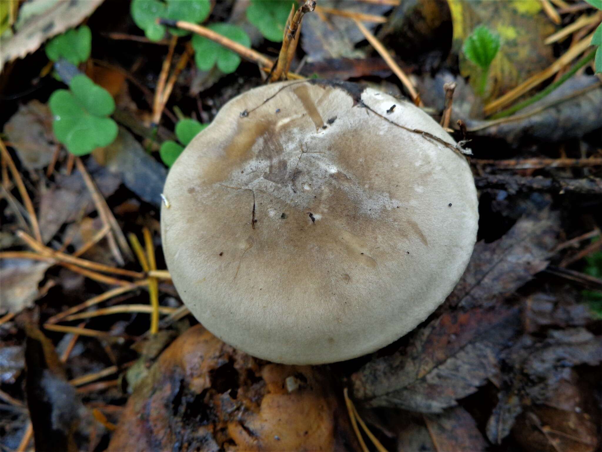 Image of Clitocybe nebularis (Batsch) P. Kumm. 1871