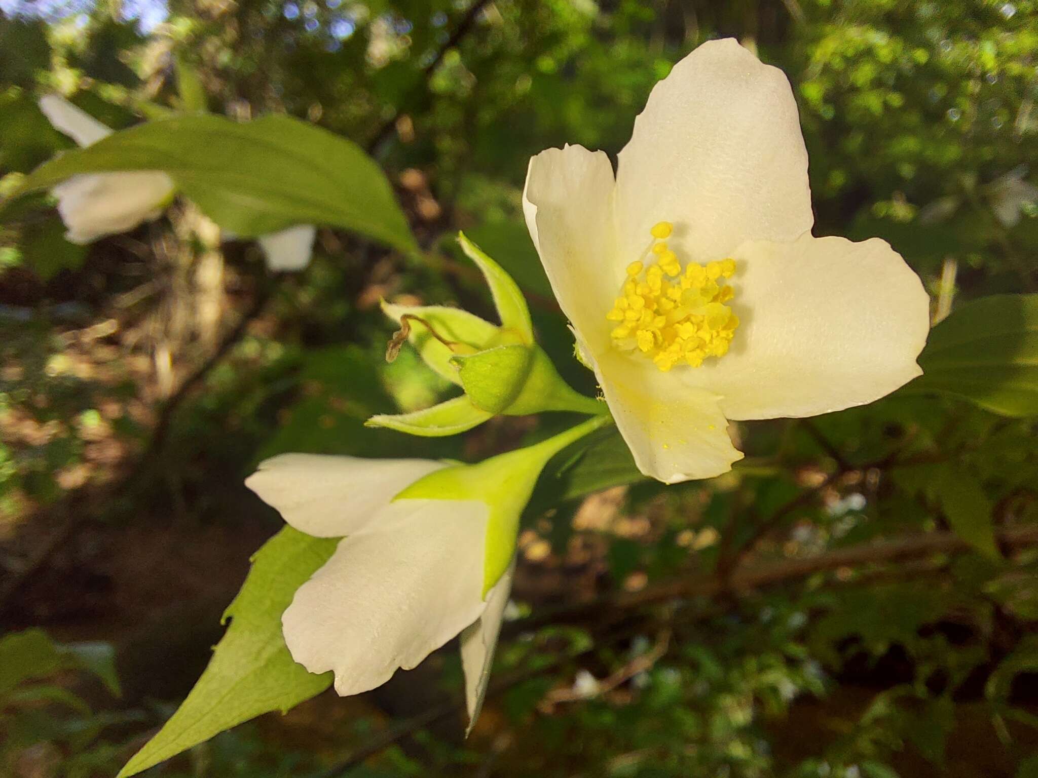 Image of sweet mock orange