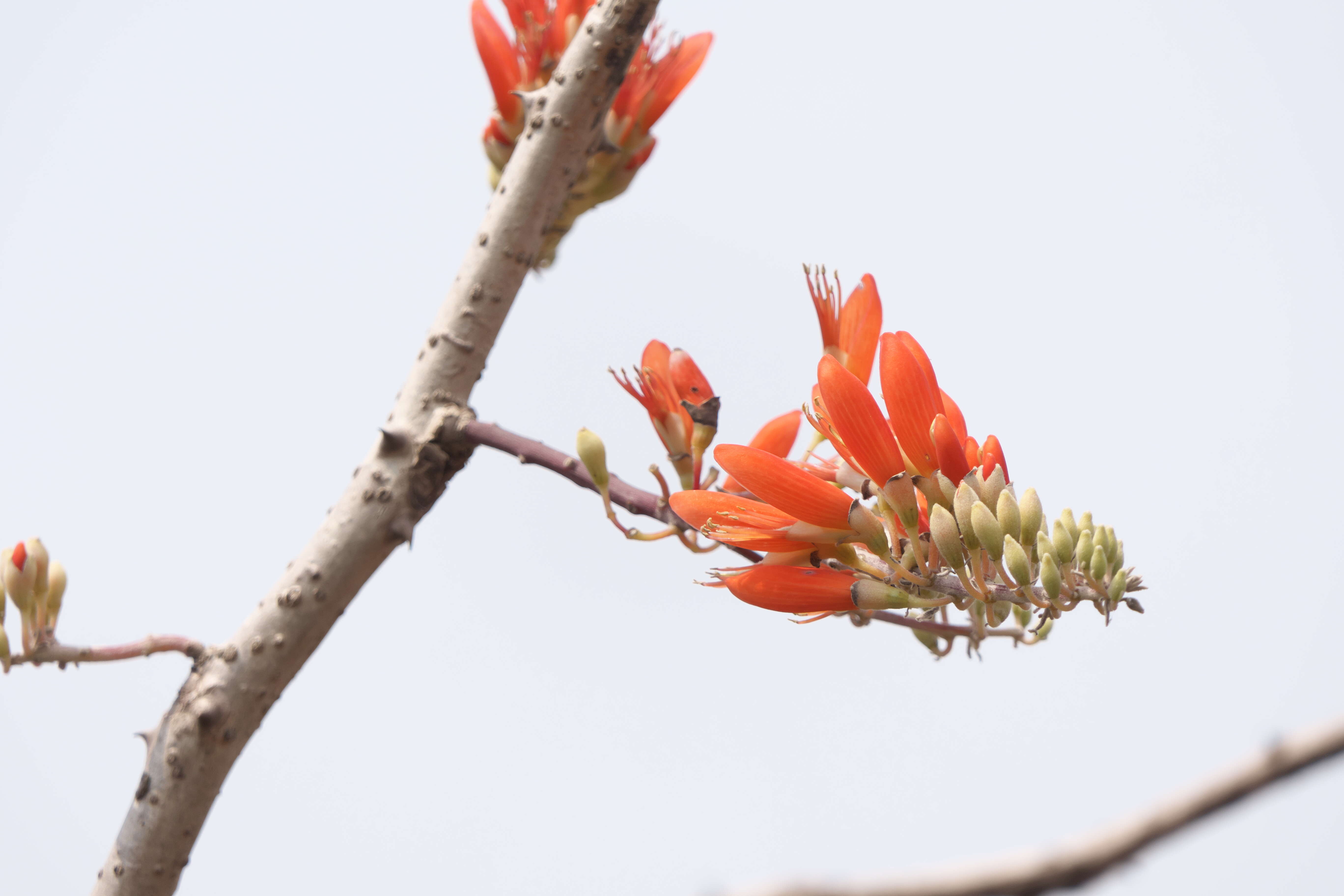 Image of Erythrina suberosa Roxb.