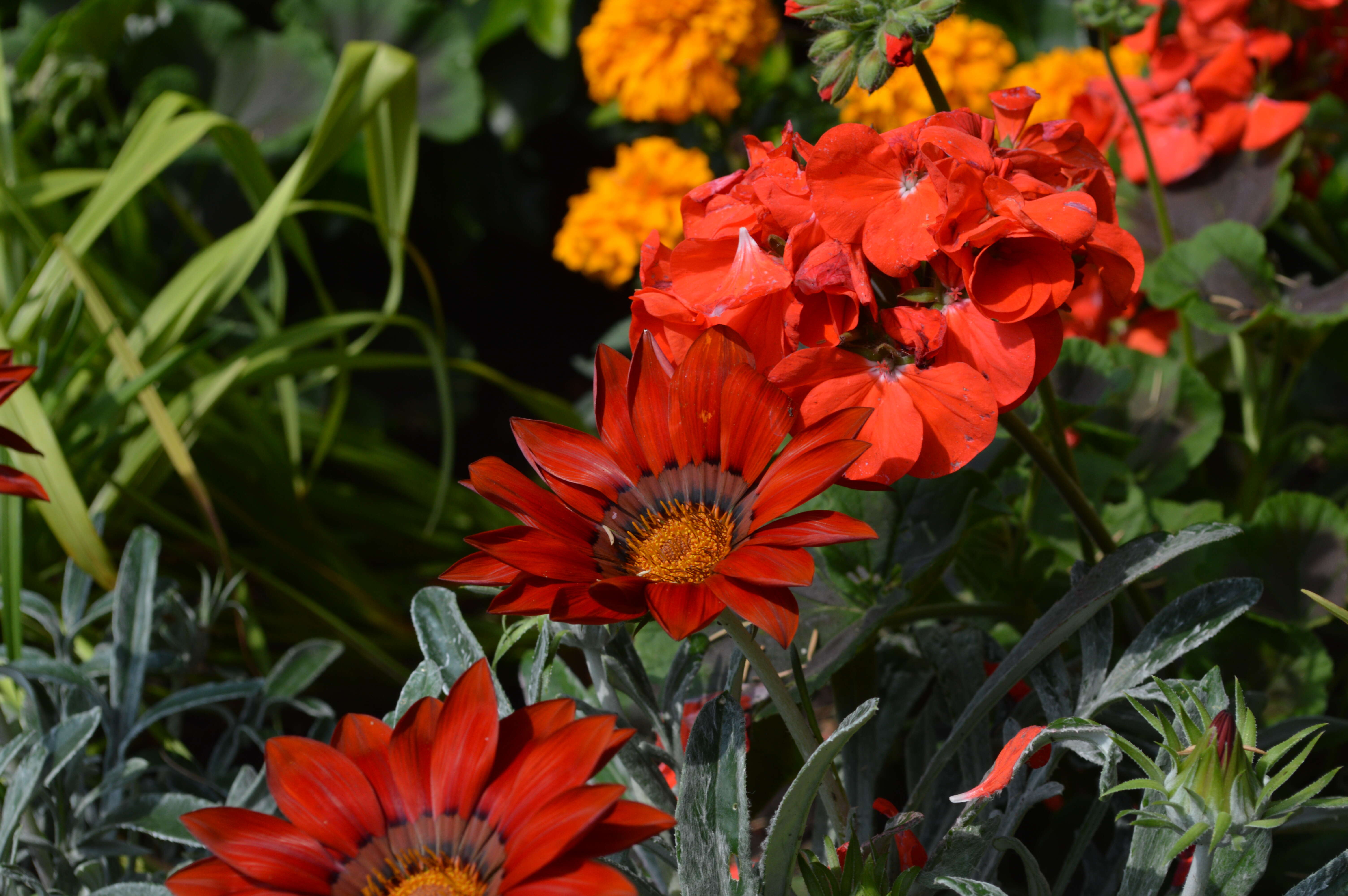 Image of French marigold