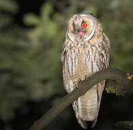 Image of Long-eared Owl