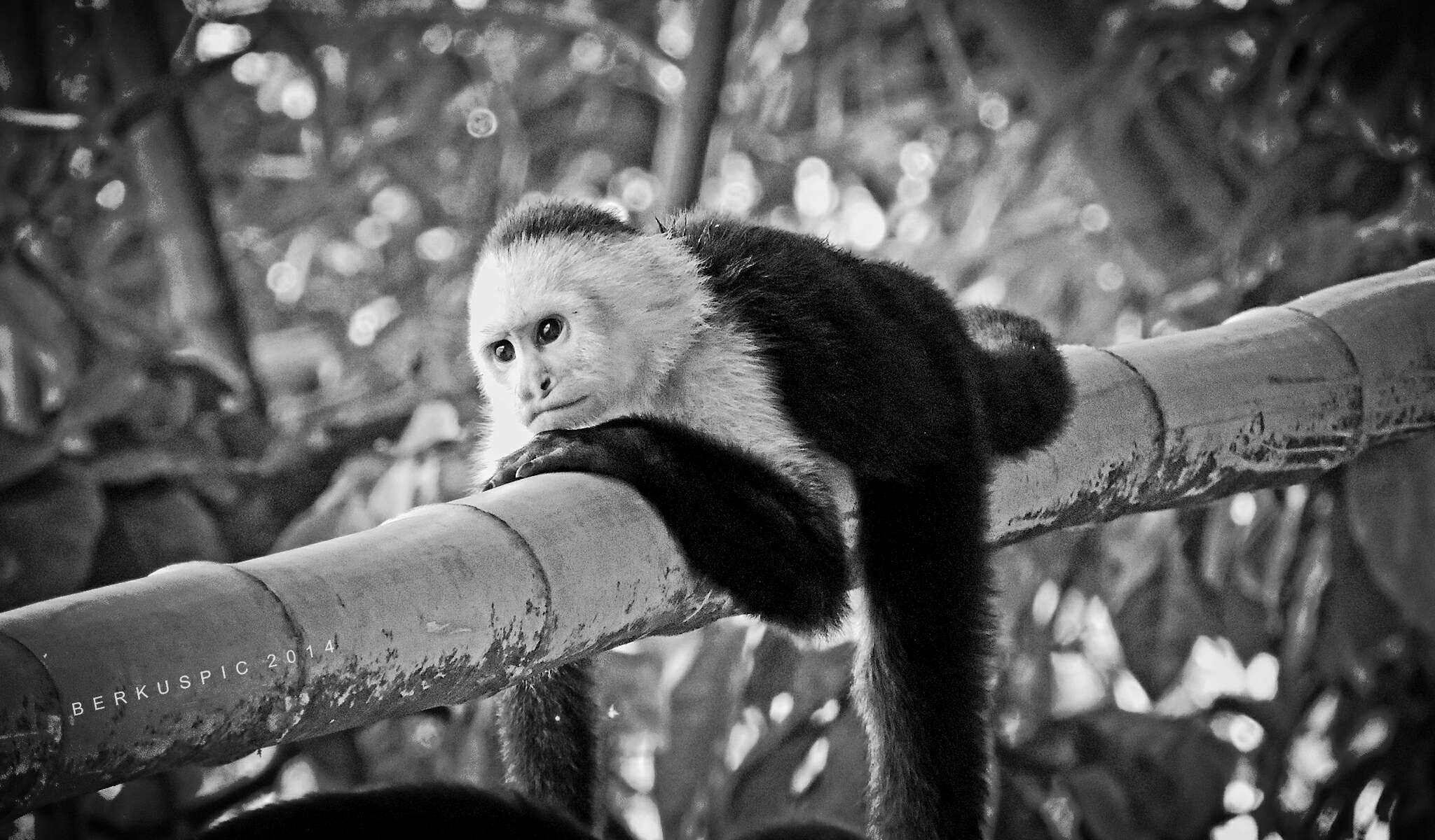 Image of Panama capuchin monkey