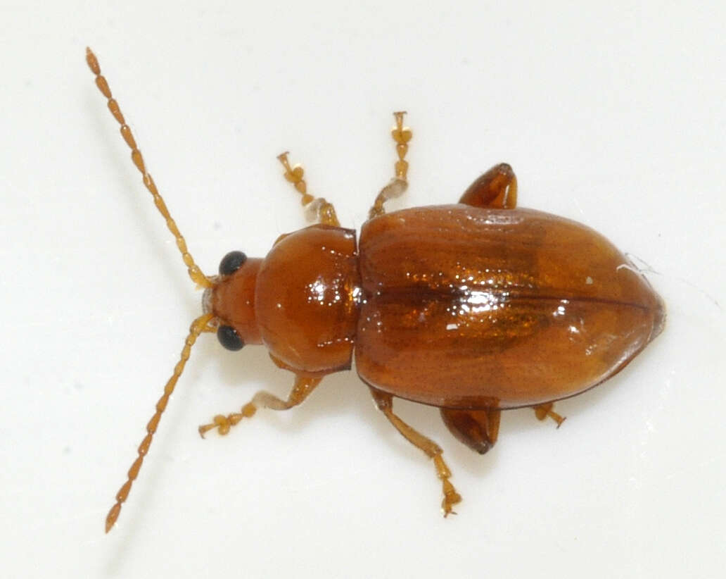 Image of Neocrepidodera transversa