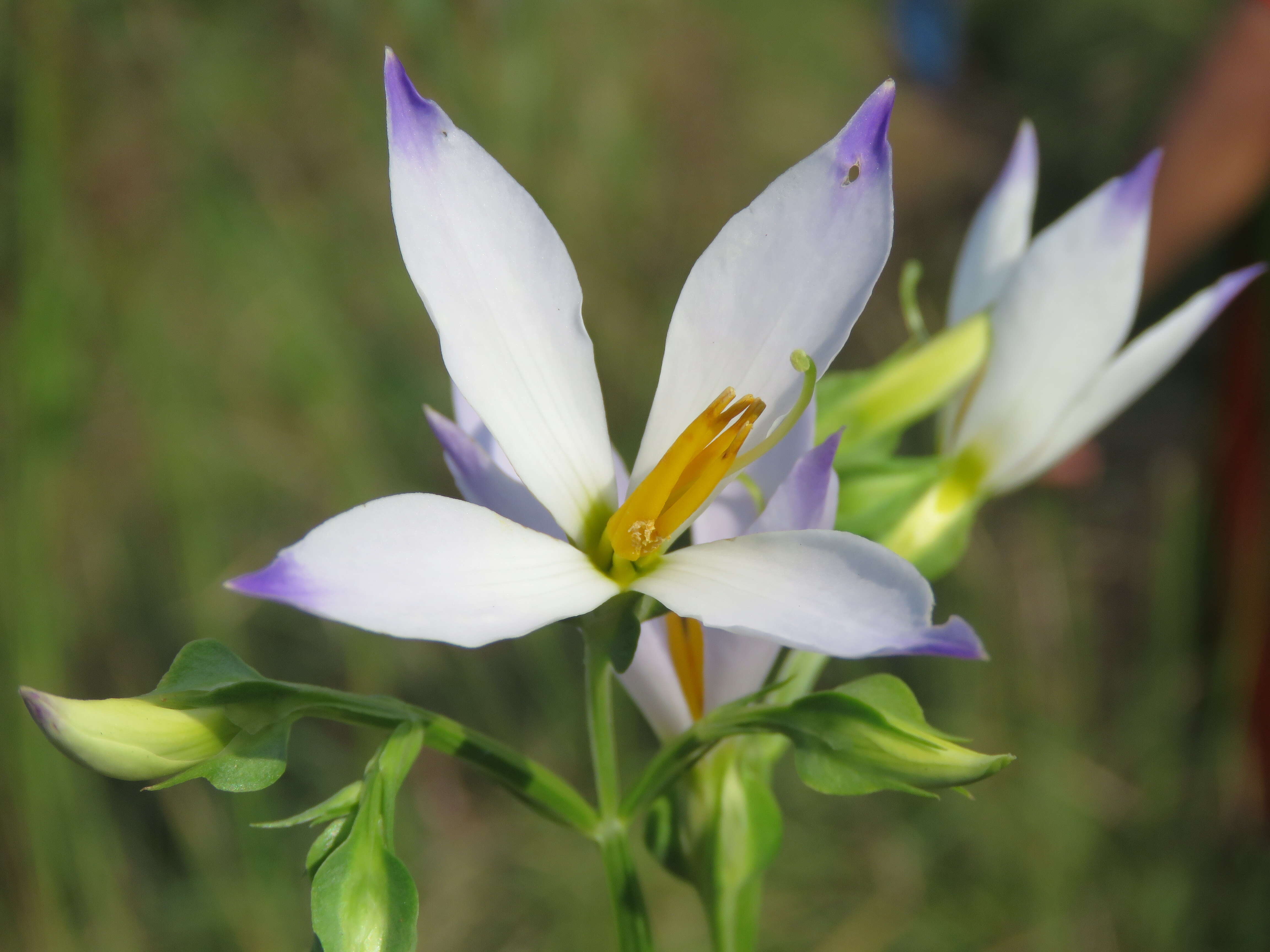 Image of Exacum tetragonum Roxb.