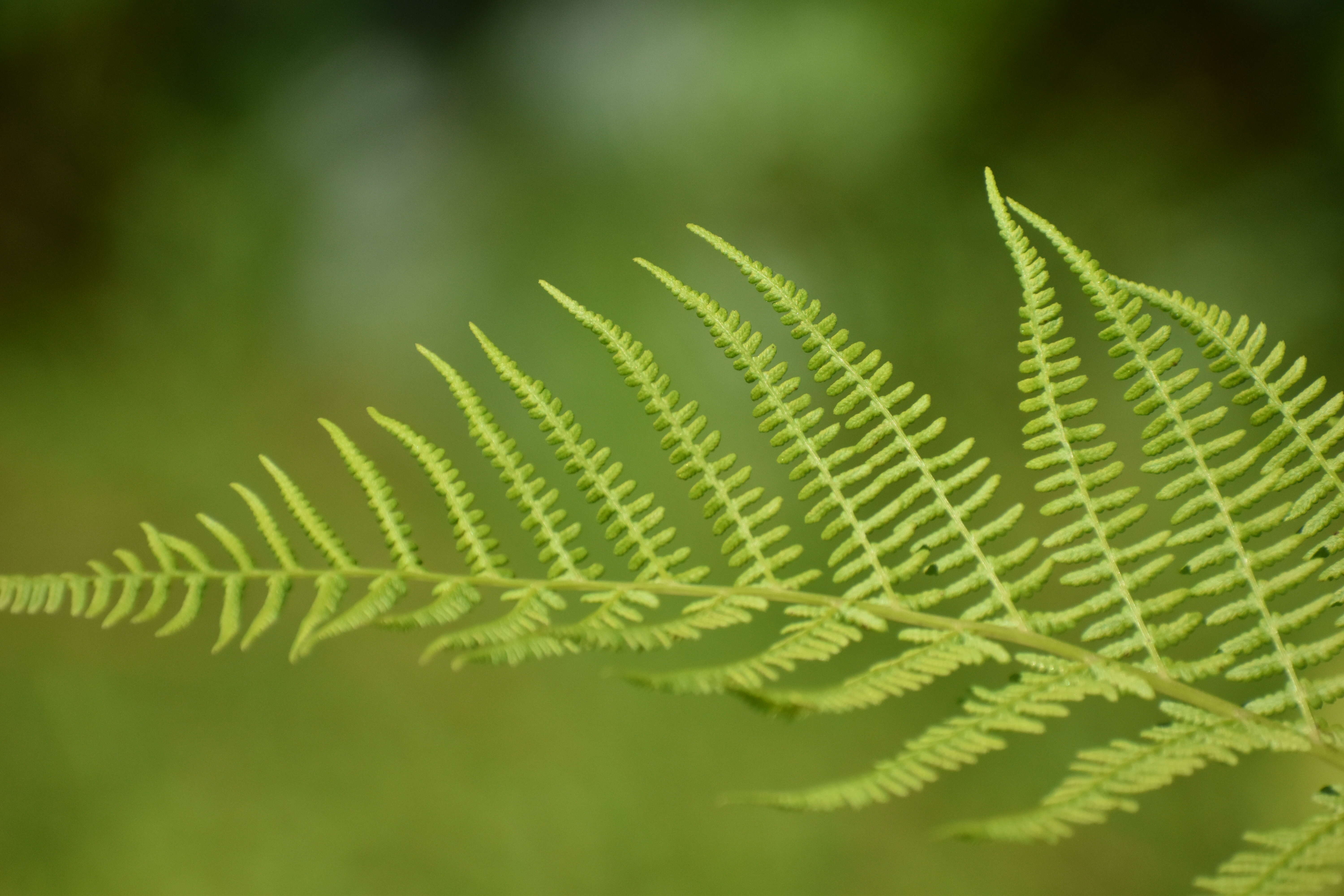 Image of maiden fern