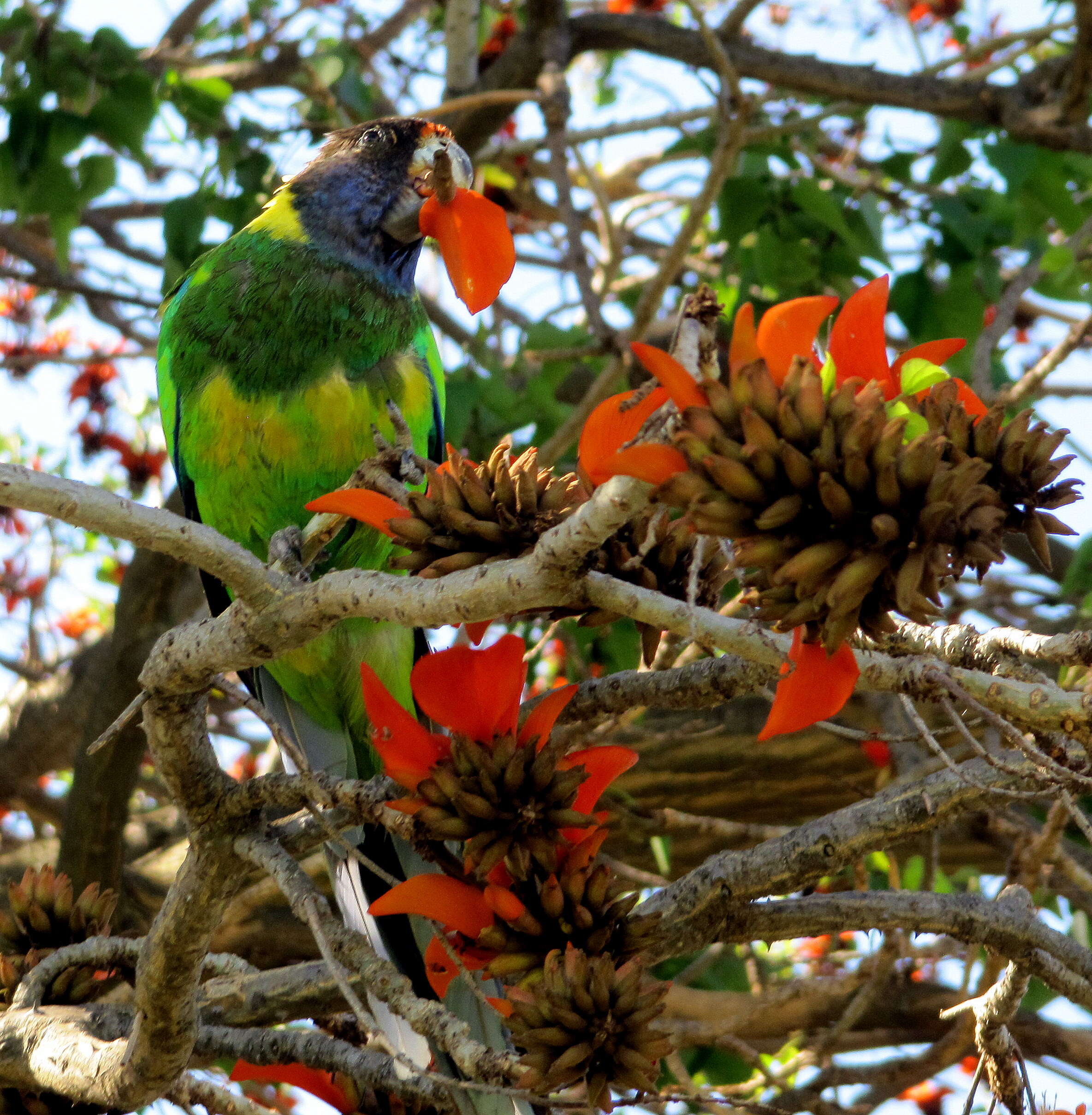 Image of coral erythrina