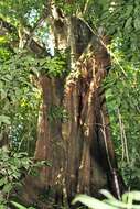 Image of Florida strangler fig