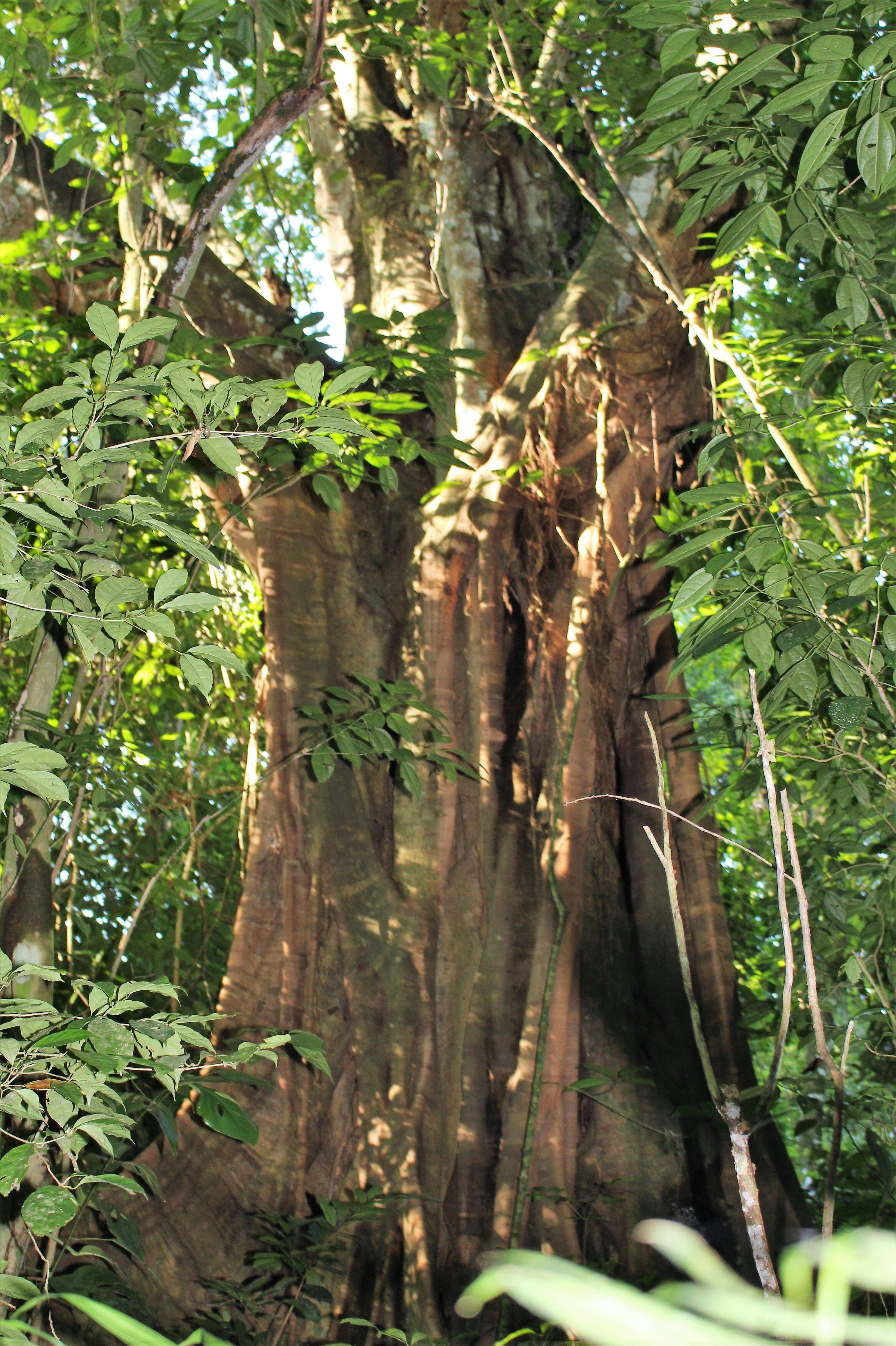 Ficus aurea Nutt.的圖片