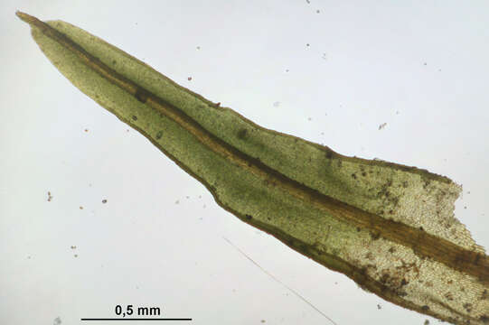 Plancia ëd Barbula unguiculata Hedwig 1801