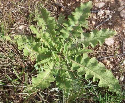 Image of wavyleaf mullein