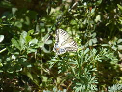 Image of fringed rue