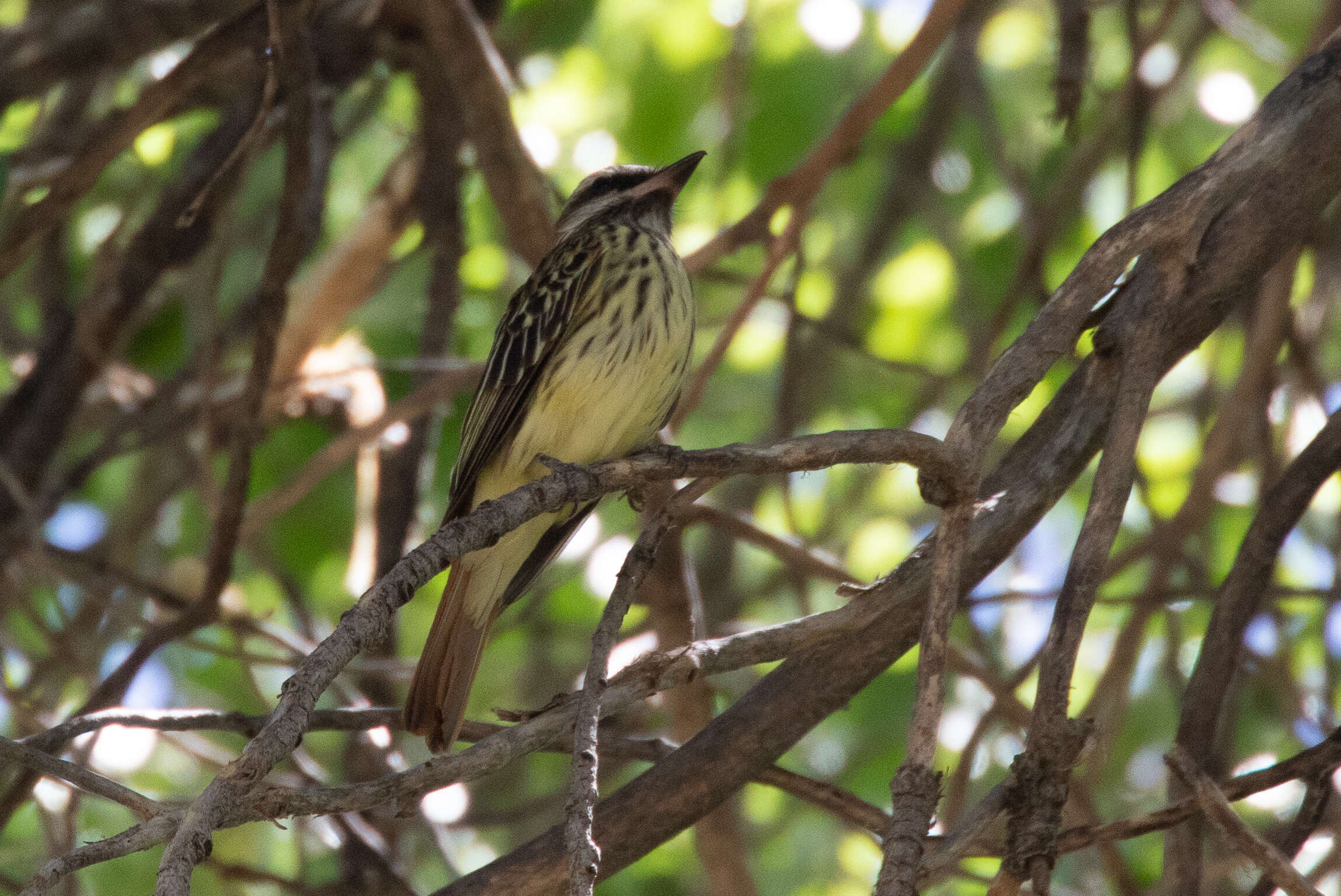 Image of Sulphur-bellied Flycatcher