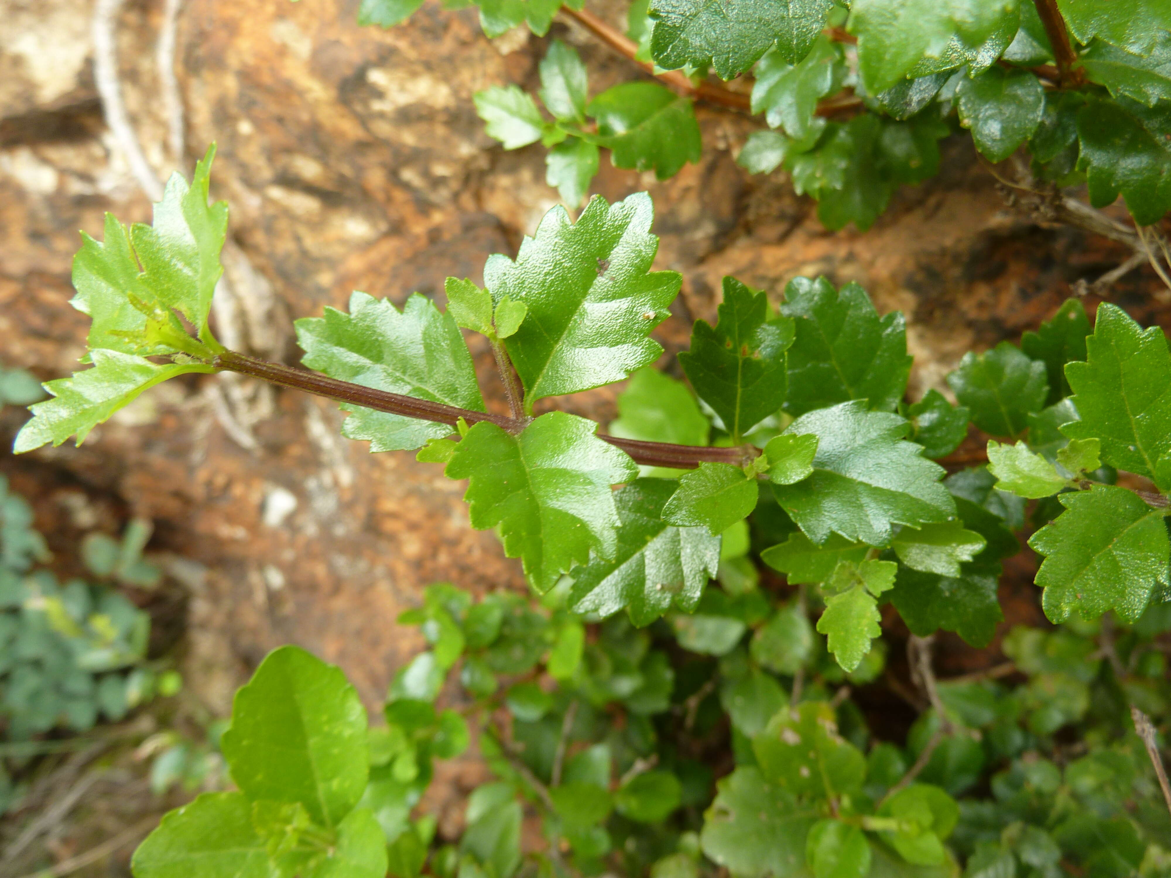 صورة Nuxia congesta R. Br.