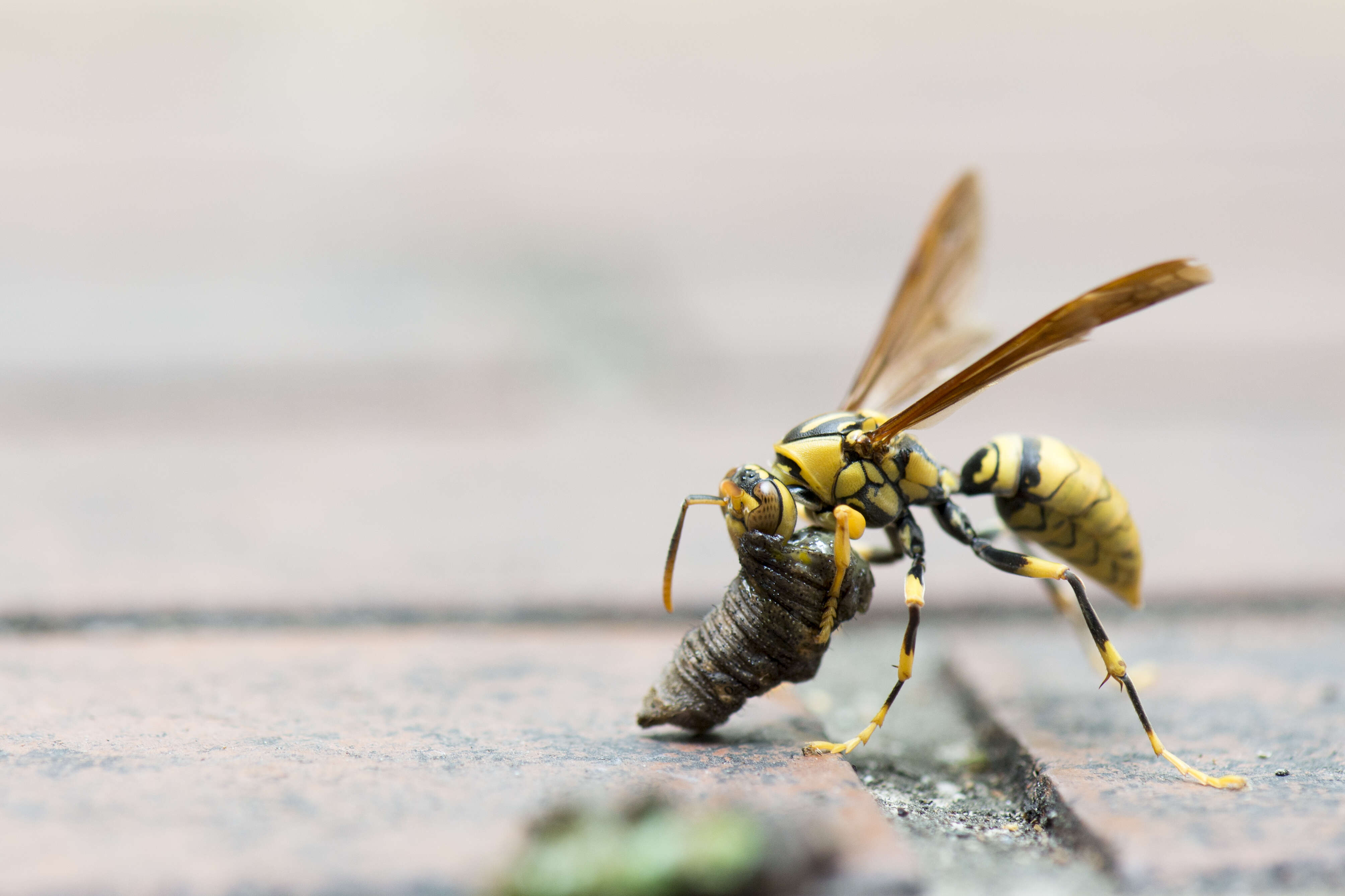 Image of Polistes rothneyi Cameron 1900