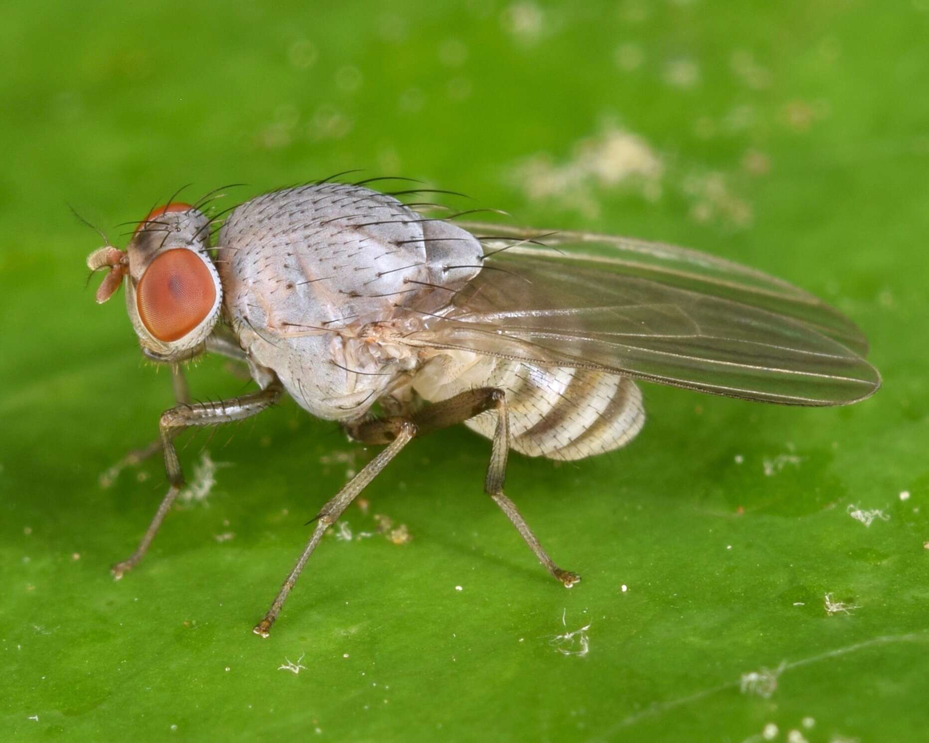 Image of Minettia magna (Coquillett 1898)