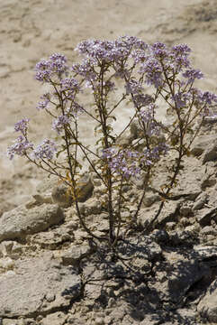 Image of annual candytuft