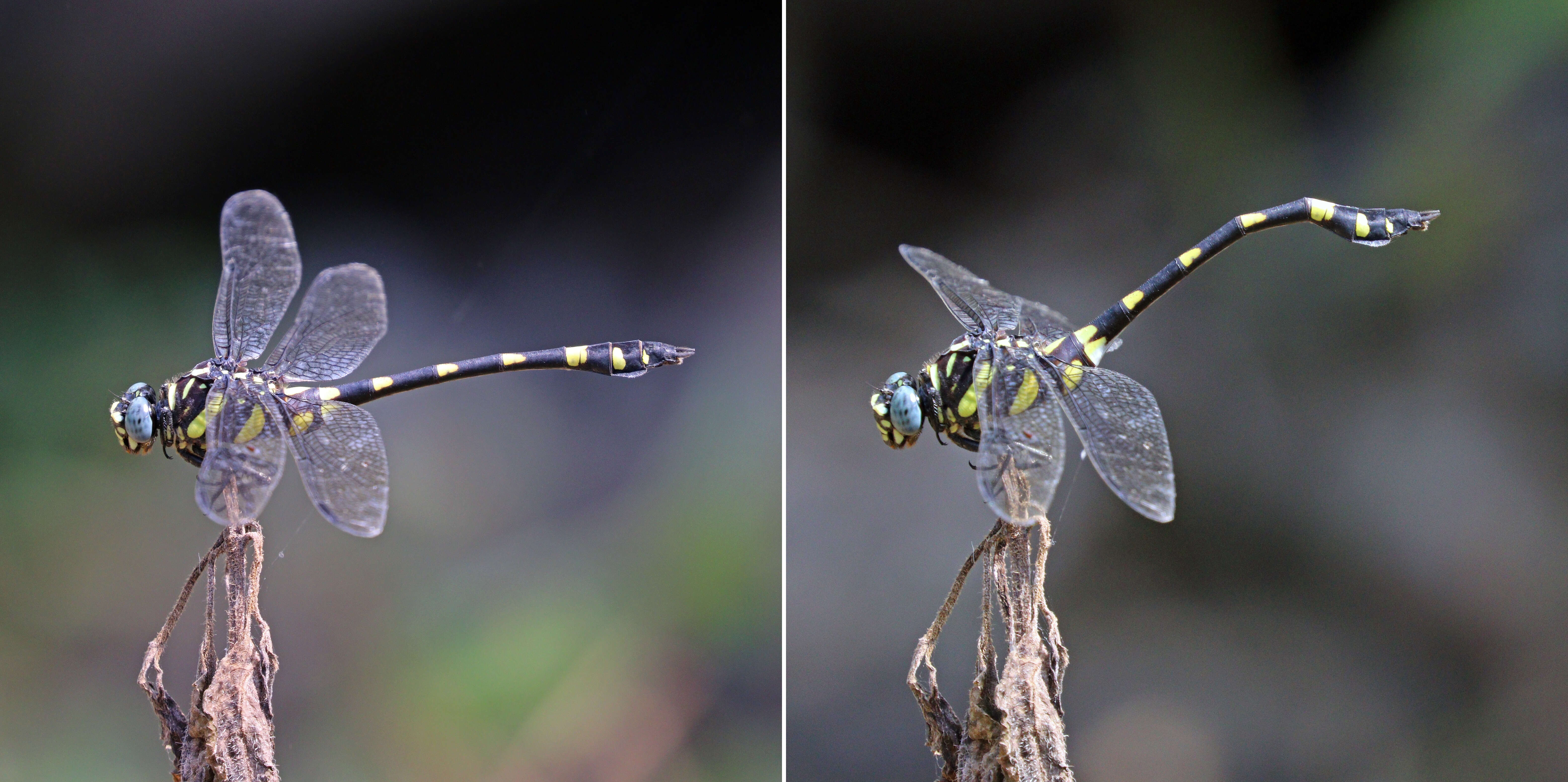 صورة Ictinogomphus rapax (Rambur 1842)