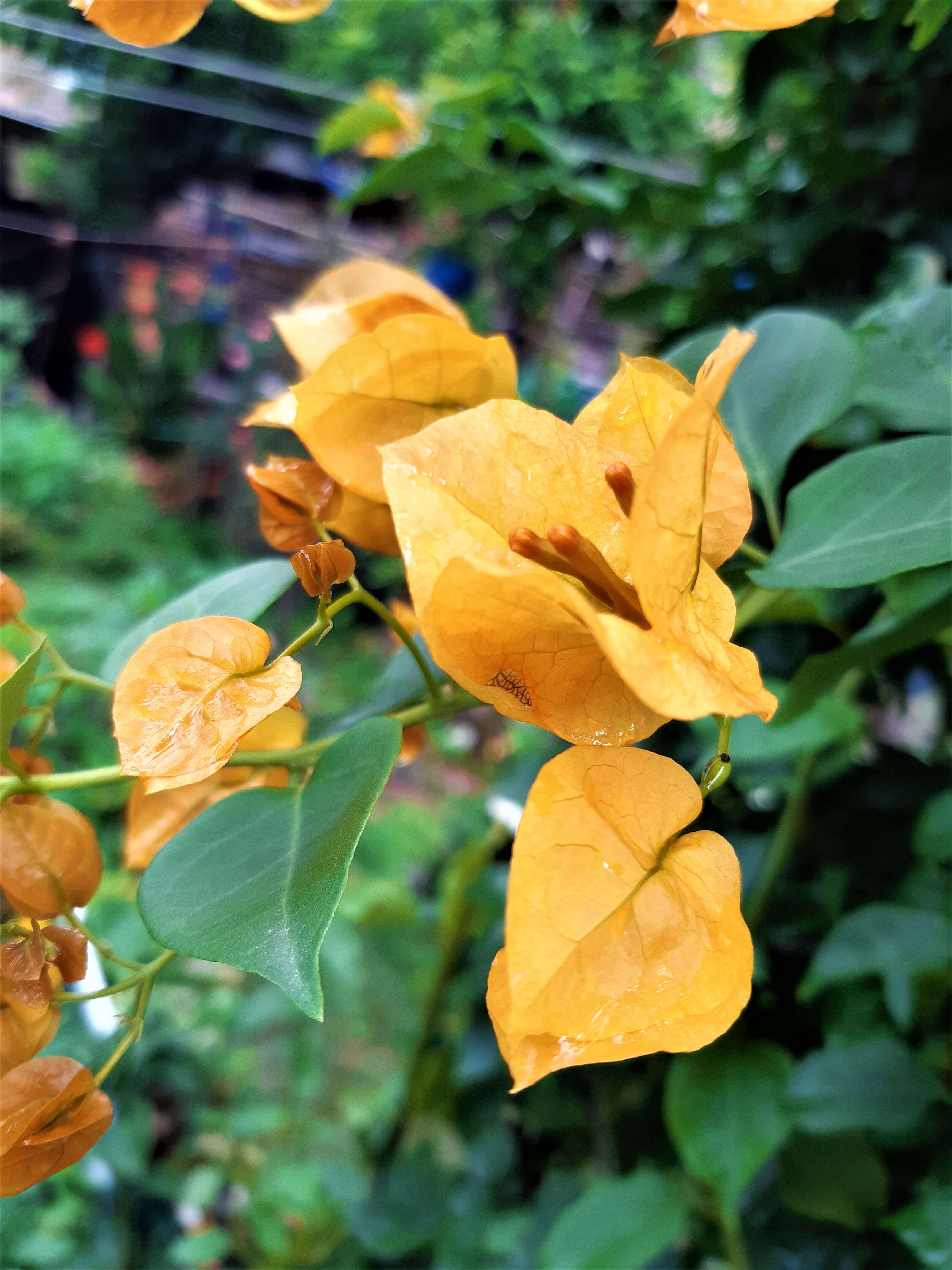 Слика од Bougainvillea