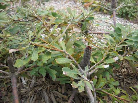 Image of Banksia