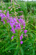 Image of Narrow-Leaf Fireweed