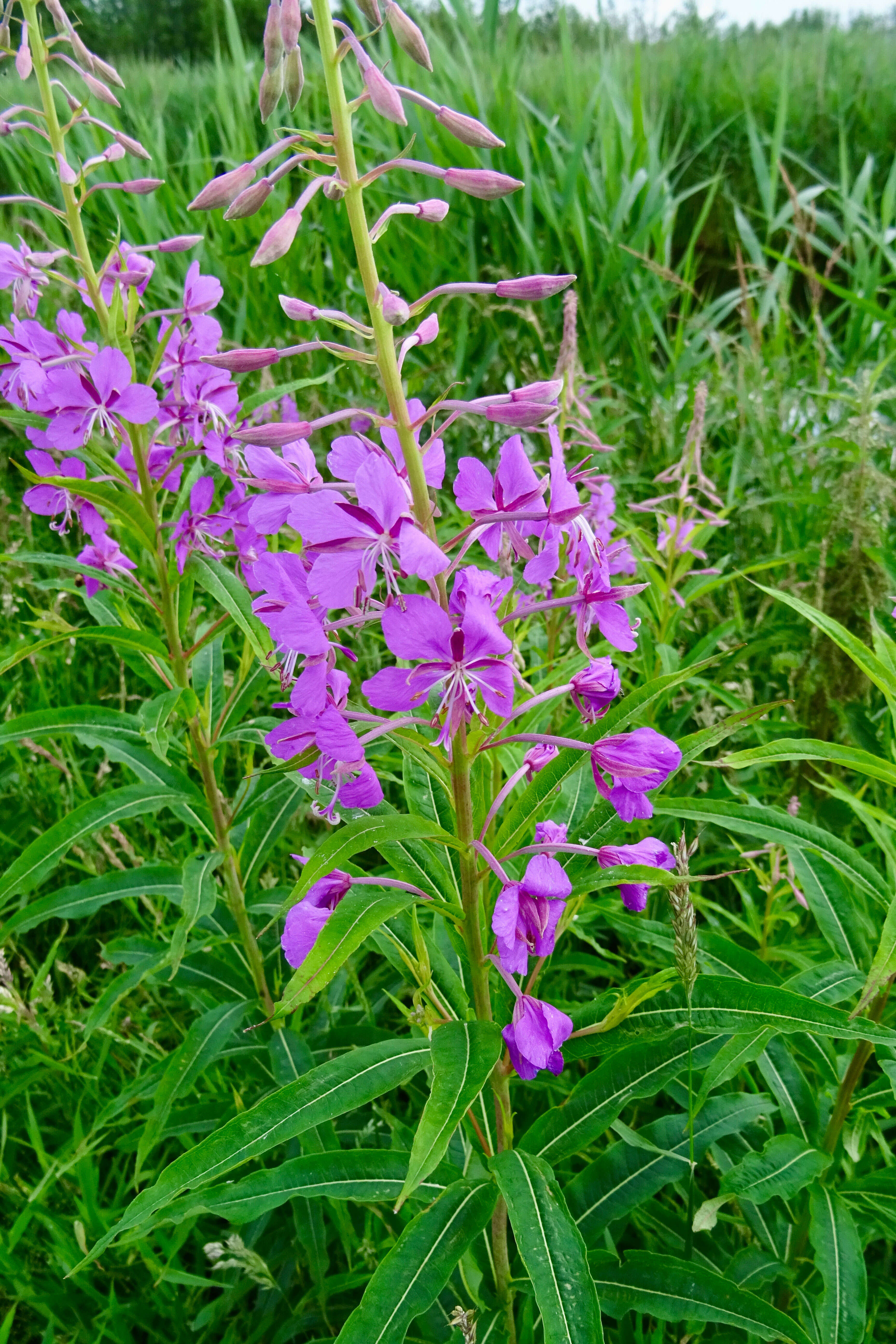 Image of Narrow-Leaf Fireweed