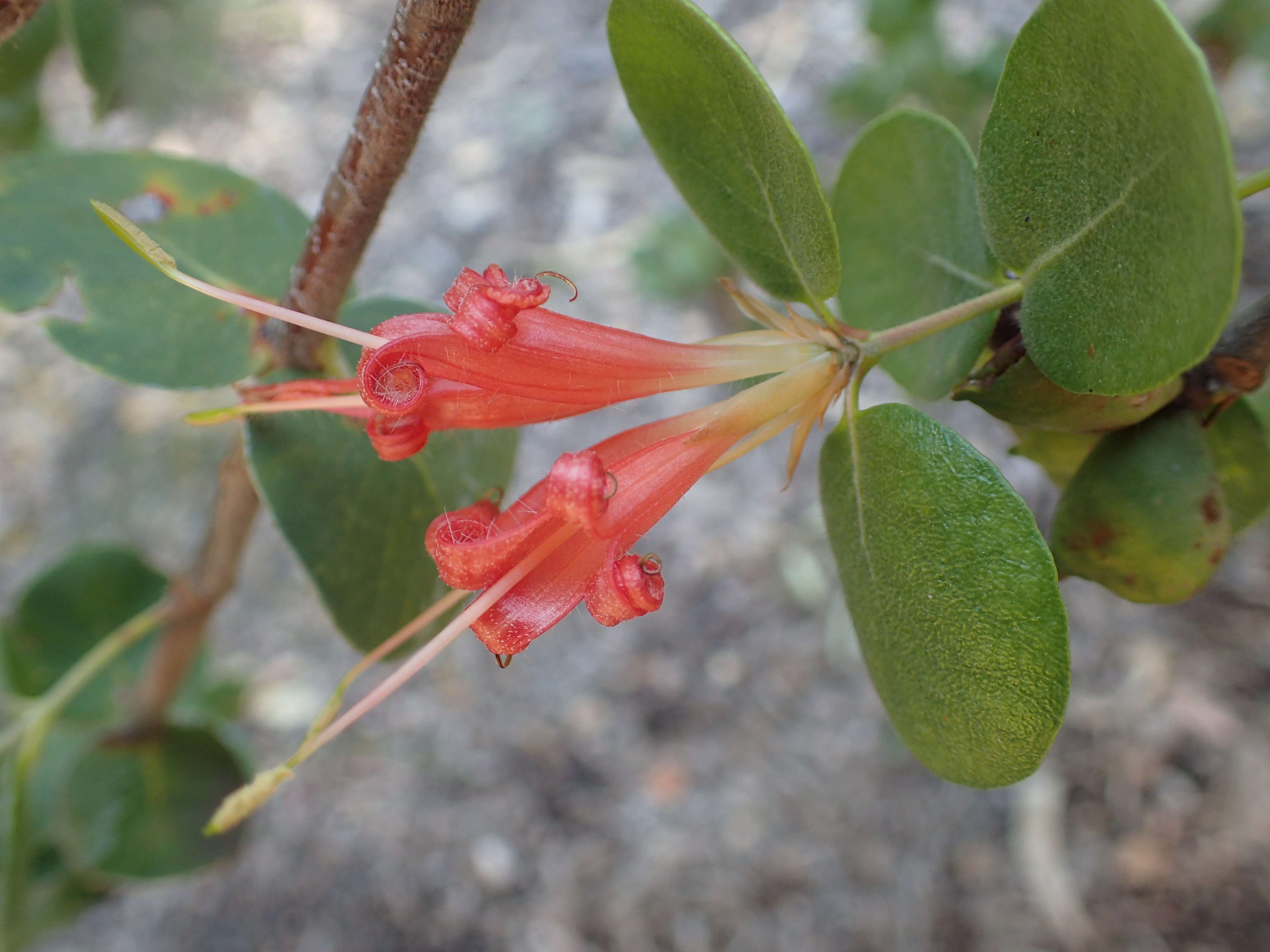 Image of Roundleaf honeysuckle