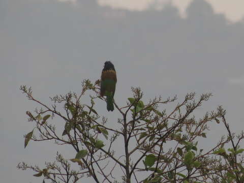 Image of Great Barbet