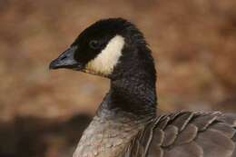 Image of Branta hutchinsii minima Ridgway 1885