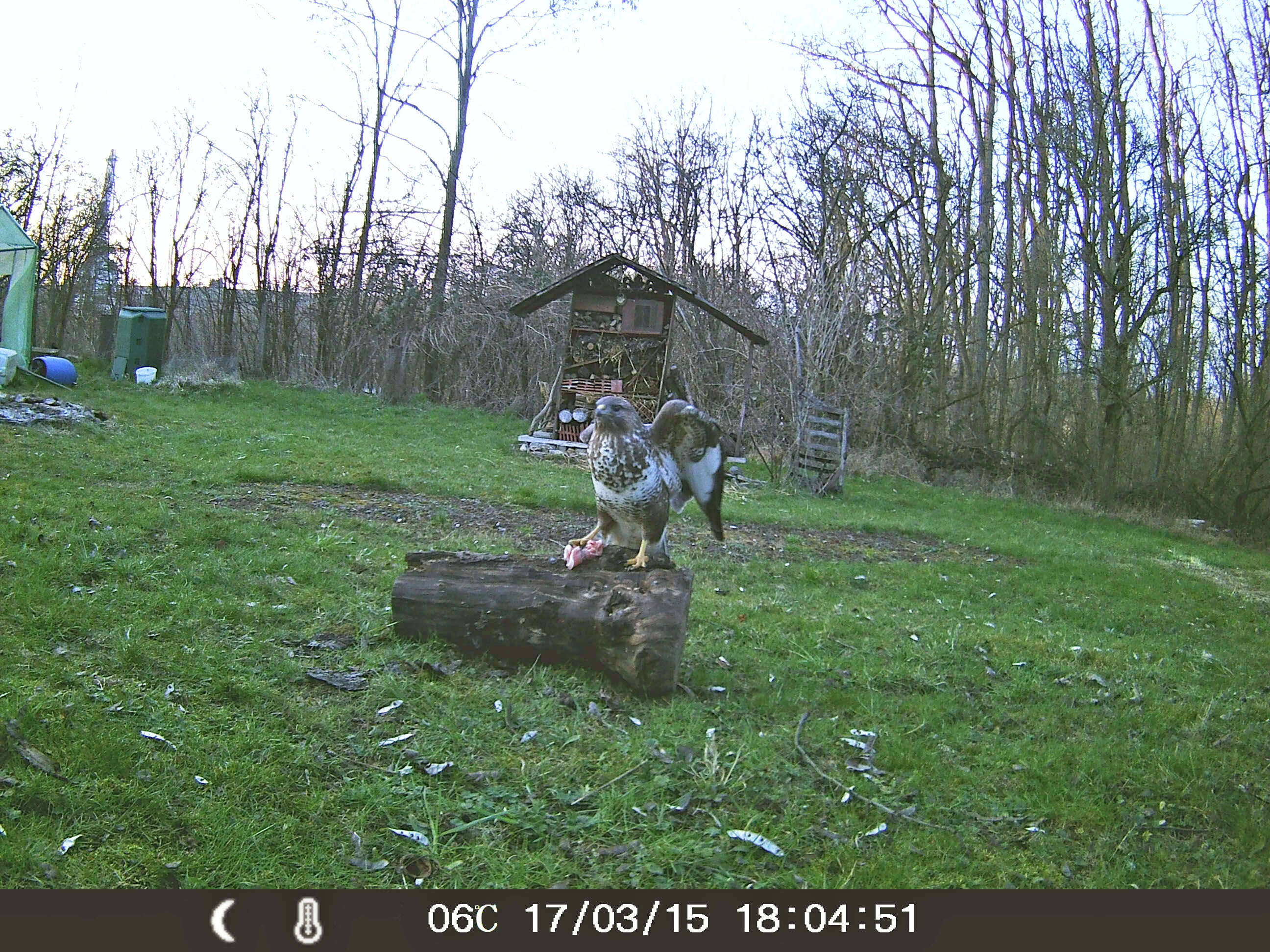 Image of Common Buzzard