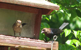 Image of Brown-headed Cowbird