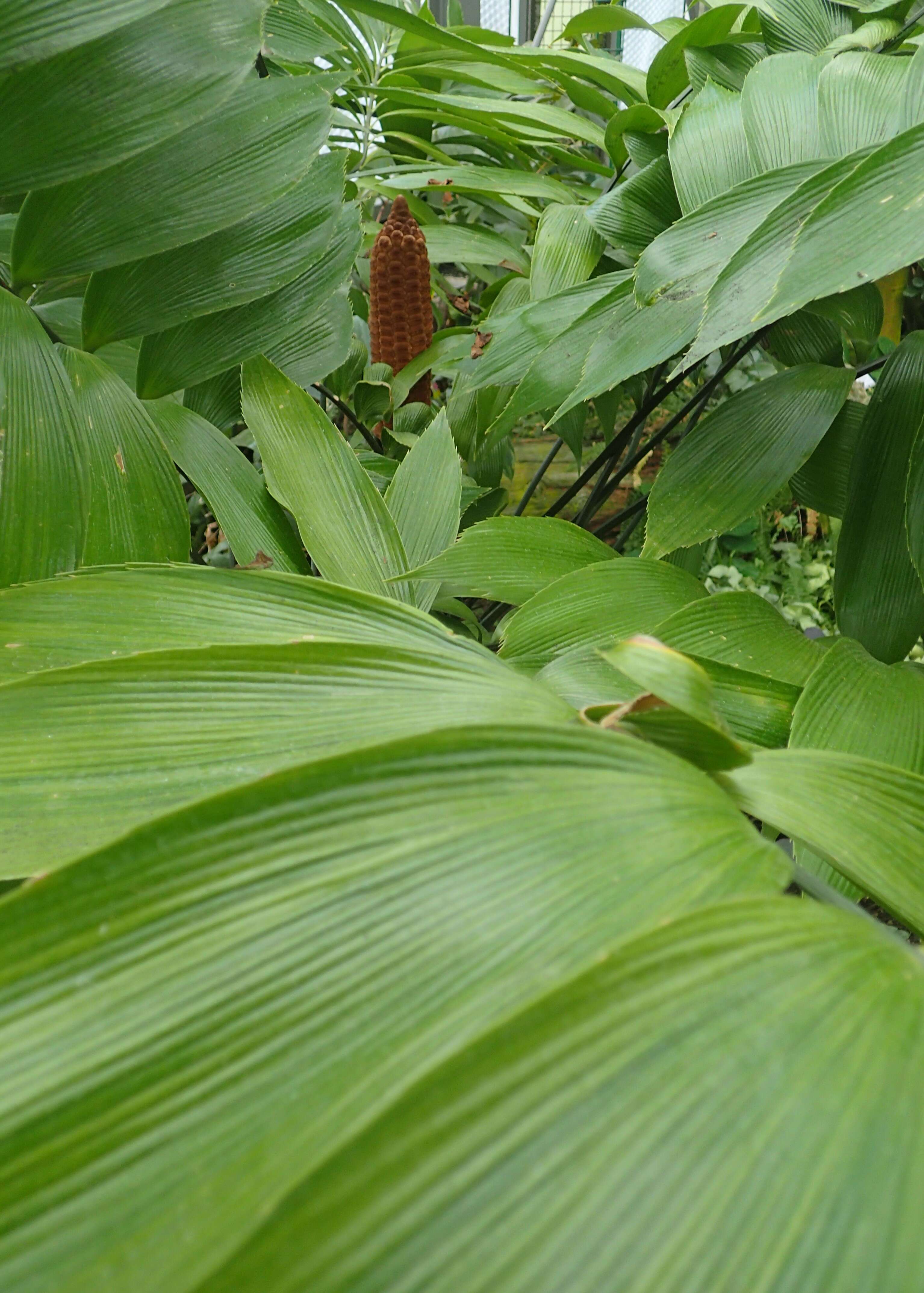 Image de Zamia neurophyllidia D. W. Stev.