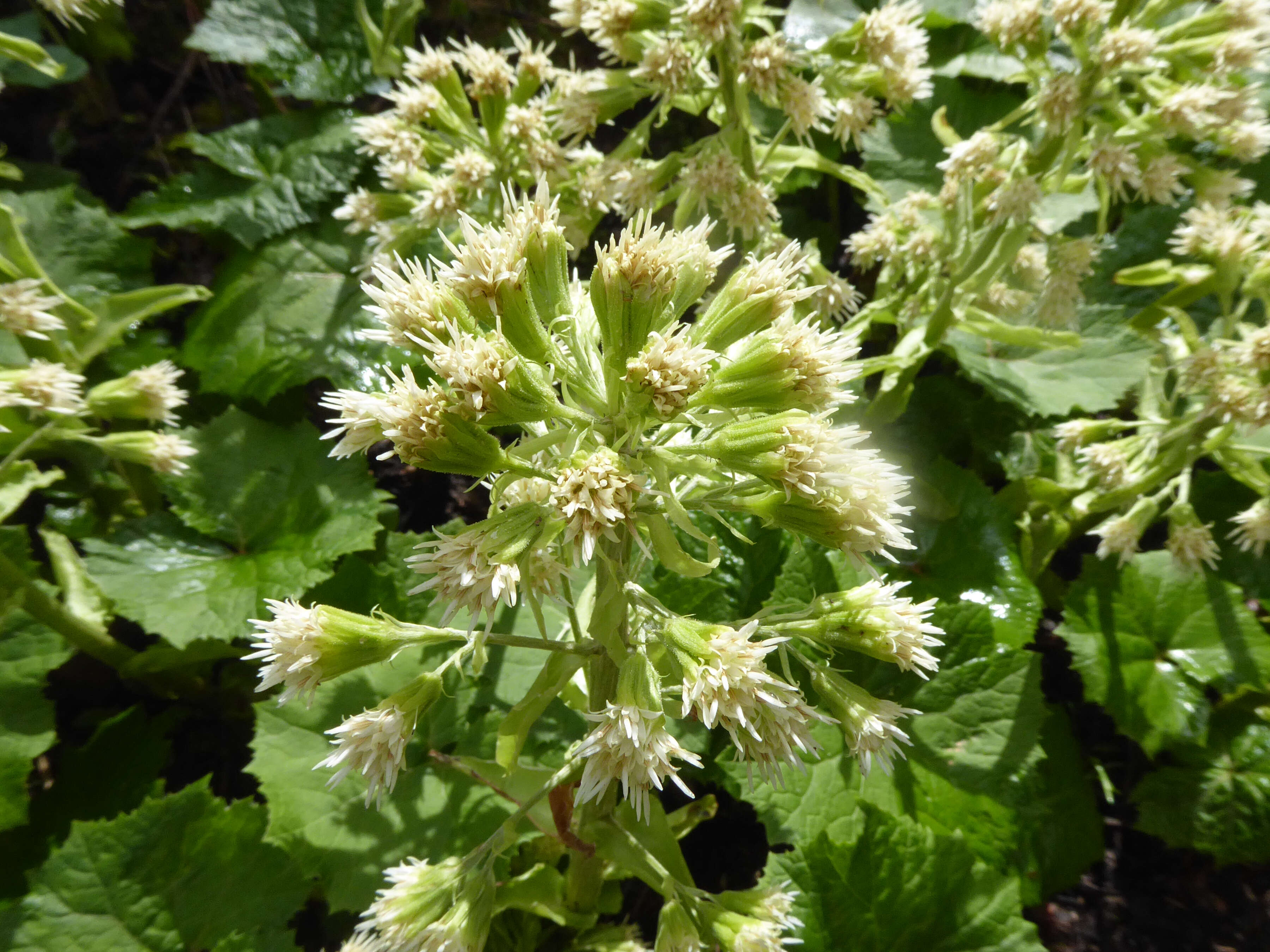 Image of Petasites albus (L.) Gaertn.