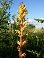 Imagem de Orobanche reticulata Wallr.