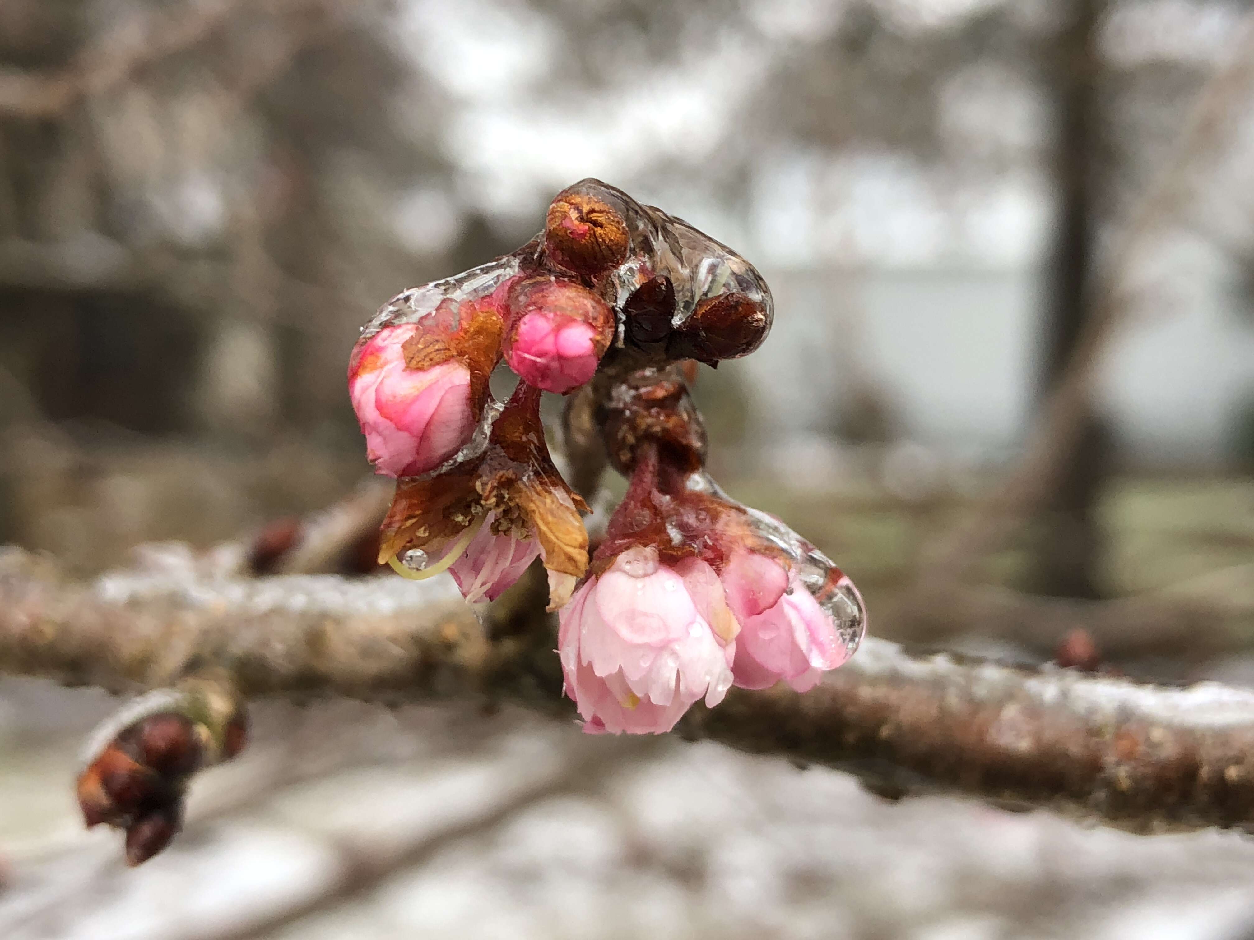 Plancia ëd Prunus subhirtella Miq.