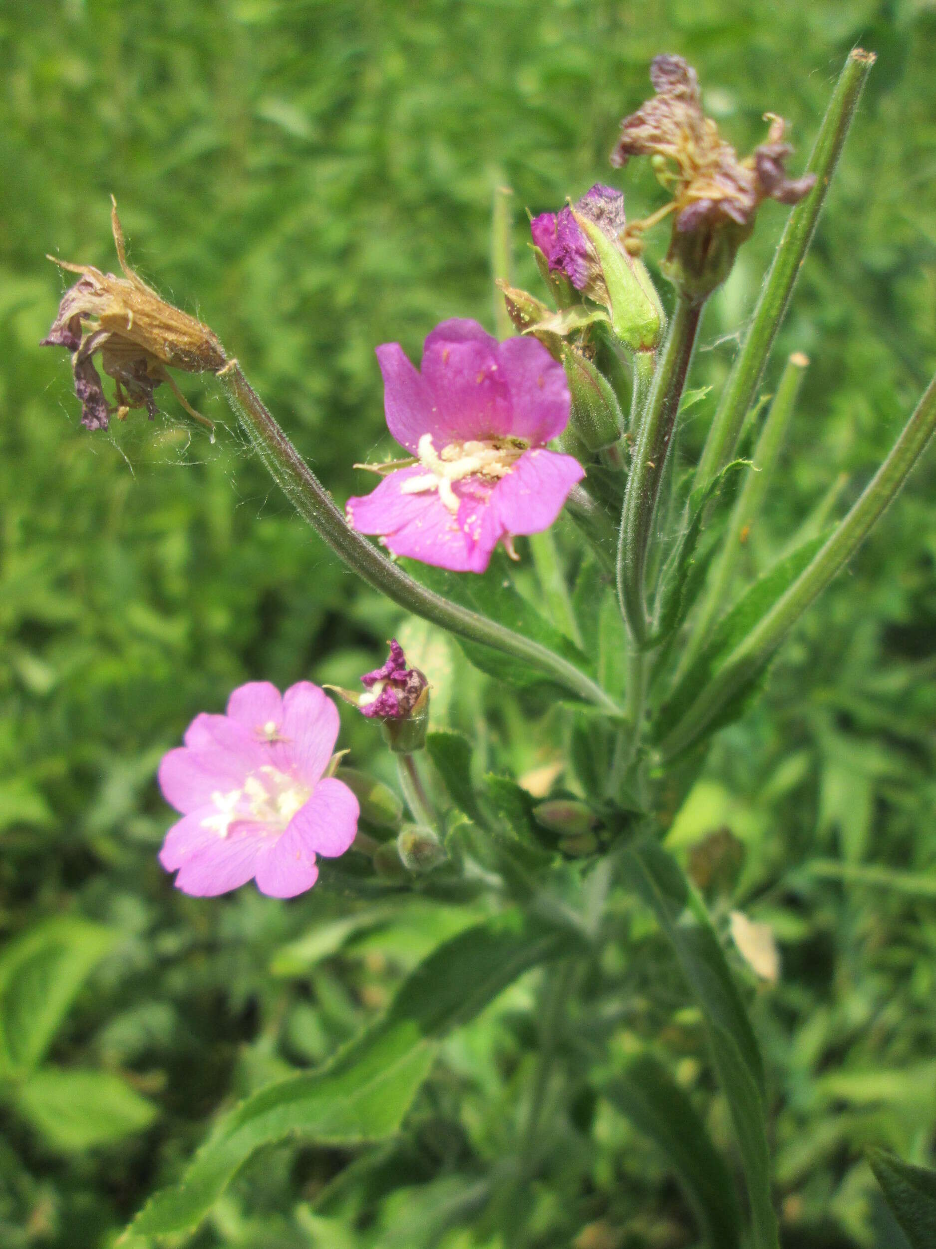 Слика од Epilobium hirsutum L.