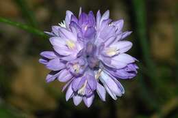 صورة Dichelostemma capitatum (Benth.) Alph. Wood