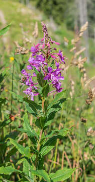 Image of Narrow-Leaf Fireweed