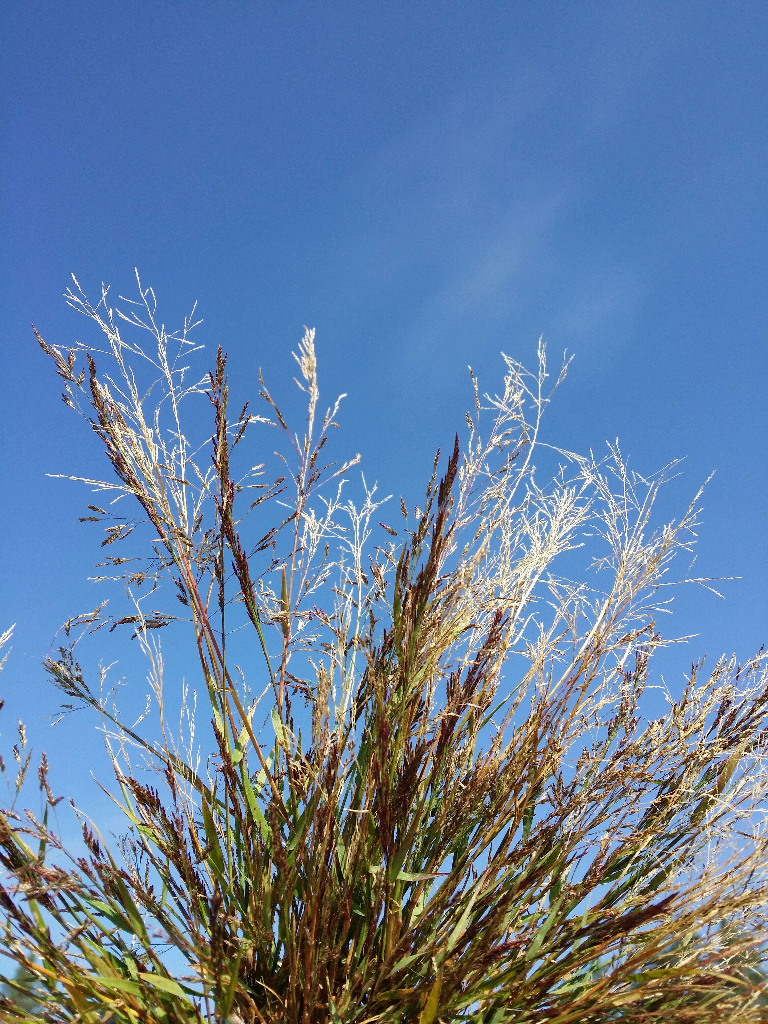 Image of Indian lovegrass