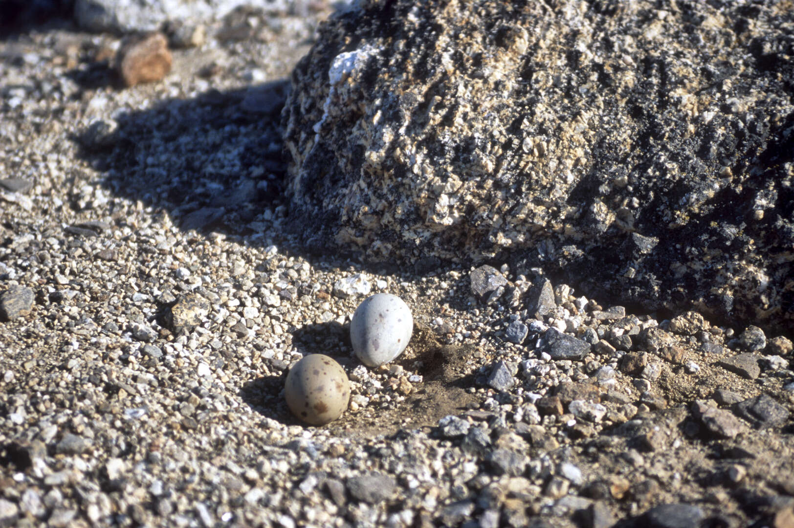 Image of South Polar Skua