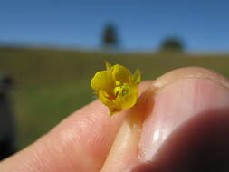 Image of roundleaf sensitive pea