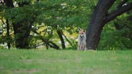 Vulpes vulpes schrencki Kishida 1924 resmi